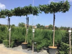 Dakmoerbei (Morus Alba 'Fruitless' )