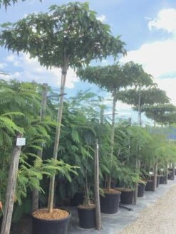 Dakmoerbei (Morus Alba 'Fruitless' ) -Tuinplanten Winkel morus alba fruitless dakboomva03