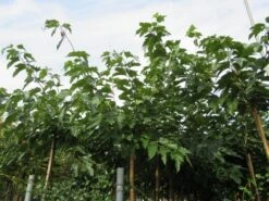 Zwarte Moerbei Als Boom (Morus Nigra) -Tuinplanten Winkel morus 2