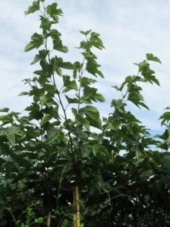 Zwarte Moerbei Als Boom (Morus Nigra) -Tuinplanten Winkel morus 3