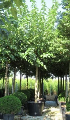 Zwarte Moerbei Als Boom (Morus Nigra) -Tuinplanten Winkel morus 4