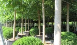 Zwarte Moerbei Als Boom (Morus Nigra) -Tuinplanten Winkel morus 5