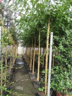 Zwarte Moerbei Als Boom (Morus Nigra) -Tuinplanten Winkel morus 8 10