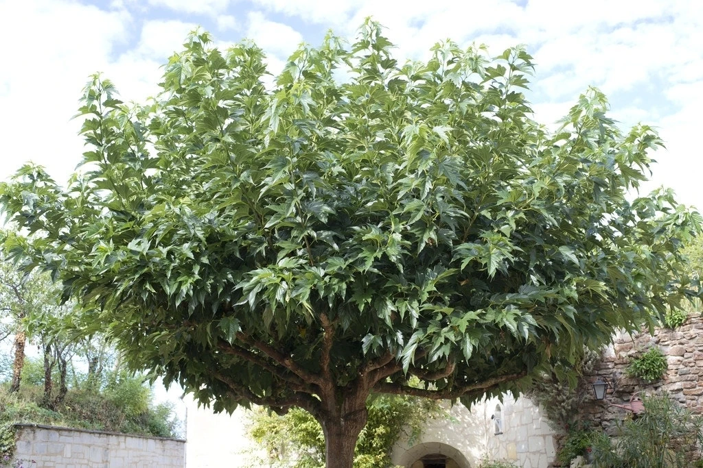 Dakmoerbei (Morus Alba 'Macrophylla') 8 Dakmoerbei (Morus Alba 'Macrophylla') - Afbeelding 6