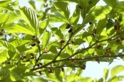 Dakmoerbei (Morus Alba 'Macrophylla') 21 Dakmoerbei (Morus Alba 'Macrophylla') -Tuinplanten Winkel morus alba03 1