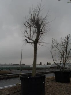 Witte Moerbei (Morus Alba) -Tuinplanten Winkel morus alba 40 50 1