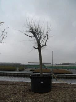 Witte Moerbei (Morus Alba) -Tuinplanten Winkel morus alba 40 50 2