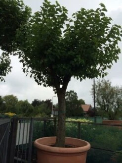 Witte Moerbei (Morus Alba) -Tuinplanten Winkel morus alba 62 63