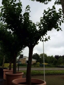Witte Moerbei (Morus Alba) -Tuinplanten Winkel morus alba 62 cm