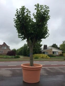 Witte Moerbei (Morus Alba) -Tuinplanten Winkel morus alba 68cm