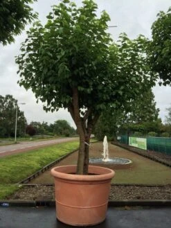 Witte Moerbei (Morus Alba) -Tuinplanten Winkel morus alba 75cm