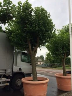 Witte Moerbei (Morus Alba) -Tuinplanten Winkel morus alba 80cm