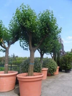 Witte Moerbei (Morus Alba) -Tuinplanten Winkel morus alba en nigra oude solitaire knotvorm