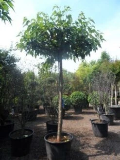 Dakmoerbei (Morus Alba 'Fruitless' ) -Tuinplanten Winkel morus alba fruitless 20 25ho c160 dakvorm