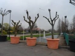 Witte Moerbei (Morus Alba) -Tuinplanten Winkel morus alba knotvorm solitair 1