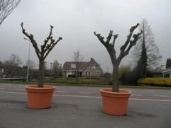 Witte Moerbei (Morus Alba) -Tuinplanten Winkel morus alba knotvorm solitair 2