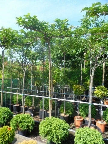 Dakmoerbei (Morus Alba 'Macrophylla') 13 Dakmoerbei (Morus Alba 'Macrophylla') - Afbeelding 11