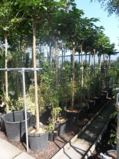 Dakmoerbei (Morus Alba 'Macrophylla') 24 Dakmoerbei (Morus Alba 'Macrophylla') -Tuinplanten Winkel morus alba macrophylla 14 16ho cont