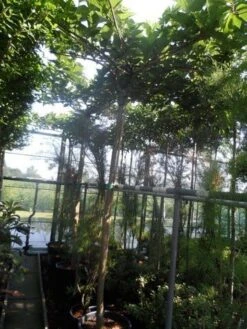 Dakmoerbei (Morus Alba 'Macrophylla') 28 Dakmoerbei (Morus Alba 'Macrophylla') -Tuinplanten Winkel morus alba macrophylla 14 16ho cont. dakvorm