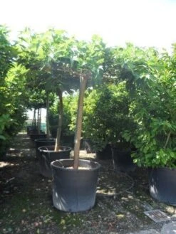 Dakmoerbei (Morus Alba 'Macrophylla') 29 Dakmoerbei (Morus Alba 'Macrophylla') -Tuinplanten Winkel morus alba macrophylla 25 30 35ho c500 dakvorm