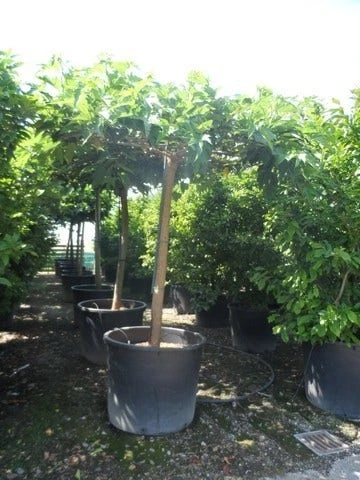 Dakmoerbei (Morus Alba 'Macrophylla') 15 Dakmoerbei (Morus Alba 'Macrophylla') - Afbeelding 13