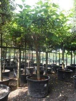 Dakmoerbei (Morus Alba 'Macrophylla') 25 Dakmoerbei (Morus Alba 'Macrophylla') -Tuinplanten Winkel morus alba macrophylla 35 40ho c500 dakvorm