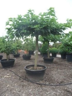 Dakmoerbei (Morus Alba 'Macrophylla') 26 Dakmoerbei (Morus Alba 'Macrophylla') -Tuinplanten Winkel morus alba macrophylla 35 40ho c500 natuurlijke dakvorm