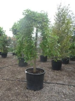 Moerbei Als Treurboom (Morus Alba 'Pendula') -Tuinplanten Winkel morus alba pendula 25 30ho c350
