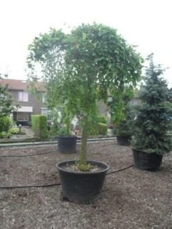 Moerbei Als Treurboom (Morus Alba 'Pendula') -Tuinplanten Winkel morus alba pendula 35 40ho c500
