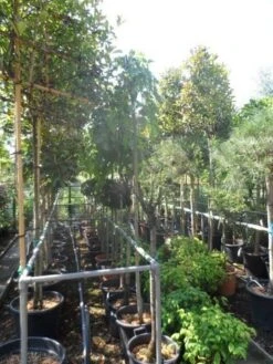 Moerbei Als Treurboom (Morus Alba 'Pendula') -Tuinplanten Winkel morus alba pendula 8 10 12ho cont