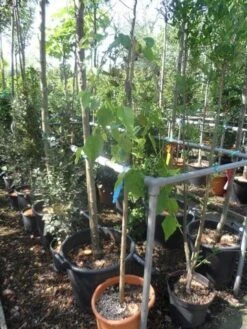 Moerbei Als Treurboom (Morus Alba 'Pendula') -Tuinplanten Winkel morus alba pendula halfstam c20