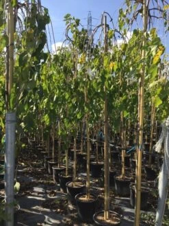 Moerbei Als Treurboom (Morus Alba 'Pendula') -Tuinplanten Winkel morus laba pendula 8 10