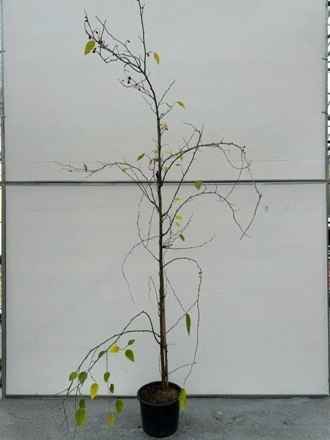 Dwergmoerbei Als Boom (Morus Rotundiloba 'Mojo Berry') 4 Dwergmoerbei Als Boom (Morus Rotundiloba 'Mojo Berry') - Afbeelding 2