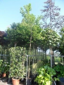 Zwarte Moerbei Als Boom (Morus Nigra) -Tuinplanten Winkel morus nigra 12 14ho cont