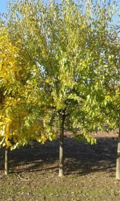 Zwarte Moerbei Als Boom (Morus Nigra) -Tuinplanten Winkel morus nigra 1