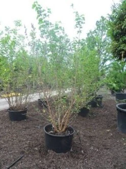 Zwarte Moerbei Als Boom (Morus Nigra) -Tuinplanten Winkel morus nigra 250 300 350 c160