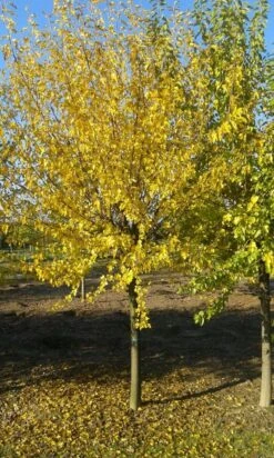 Zwarte Moerbei Als Boom (Morus Nigra) -Tuinplanten Winkel morus nigra 2