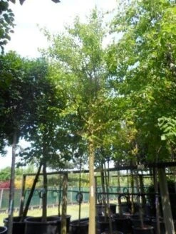 Zwarte Moerbei Als Boom (Morus Nigra) -Tuinplanten Winkel morus nigra 30 35ho c500