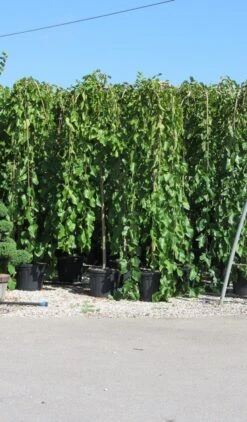 Moerbei Als Treurboom (Morus Alba 'Pendula') -Tuinplanten Winkel morus pendula