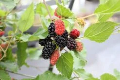 Dwergmoerbei (Morus Rotundiloba 'Mojo Berry') -Tuinplanten Winkel morusmojoberry02