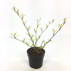 Dwergmoerbei (Morus Rotundiloba 'Mojo Berry') -Tuinplanten Winkel morusmojoberry03