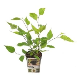 Dwergmoerbei (Morus Rotundiloba 'Mojo Berry') -Tuinplanten Winkel morusmojoberry04