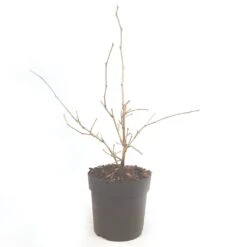 Dwergmoerbei (Morus Rotundiloba 'Mojo Berry') -Tuinplanten Winkel morusmojoberry05