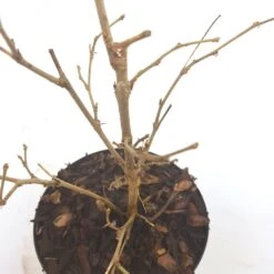 Dwergmoerbei (Morus Rotundiloba 'Mojo Berry') -Tuinplanten Winkel morusmojoberry07