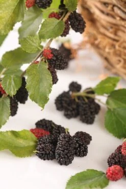 Dwergmoerbei (Morus Rotundiloba 'Mojo Berry') -Tuinplanten Winkel morusmojoberry08