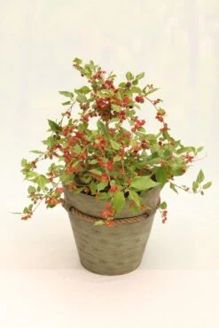 Dwergmoerbei (Morus Rotundiloba 'Mojo Berry') -Tuinplanten Winkel morusmojoberry09