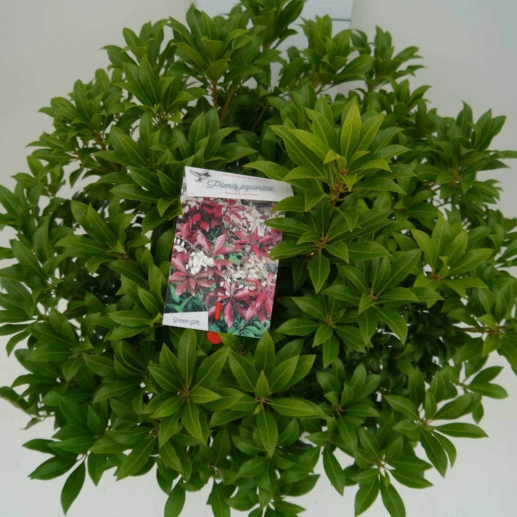 Rotsheide (Pieris Japonica 'Mountain Fire') 16 Rotsheide (Pieris Japonica 'Mountain Fire') - Afbeelding 14