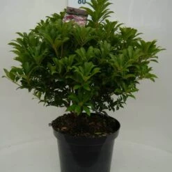 Rotsheide (Pieris Japonica 'Mountain Fire') 34 Rotsheide (Pieris Japonica 'Mountain Fire') -Tuinplanten Winkel mountain fire c10 voor