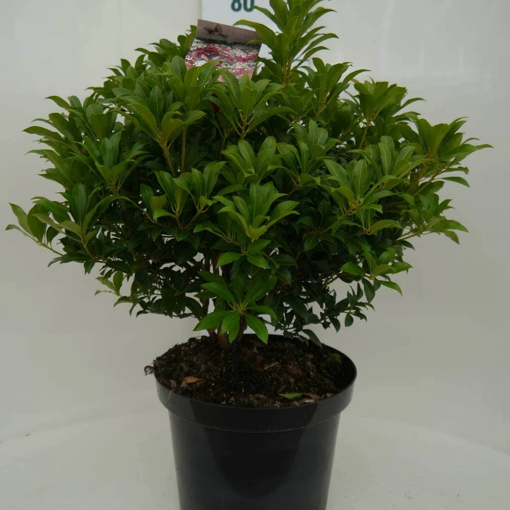 Rotsheide (Pieris Japonica 'Mountain Fire') 17 Rotsheide (Pieris Japonica 'Mountain Fire') - Afbeelding 15