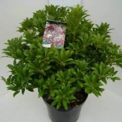 Rotsheide (Pieris Japonica 'Mountain Fire') 35 Rotsheide (Pieris Japonica 'Mountain Fire') -Tuinplanten Winkel mountain fire c10 zij